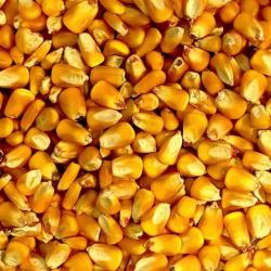 Fresh Corn buy on the wholesale