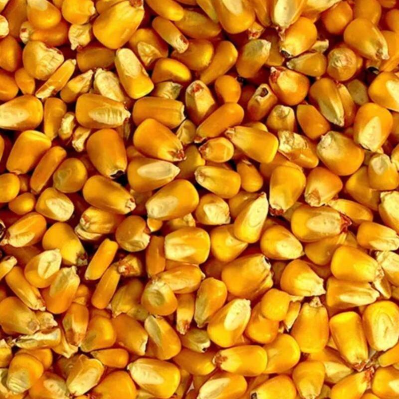 Fresh Corn buy wholesale - company Sunjulius Global ICT AND AGRICULTURAL PRODUCTS NIGERIA LIMITED | Nigeria
