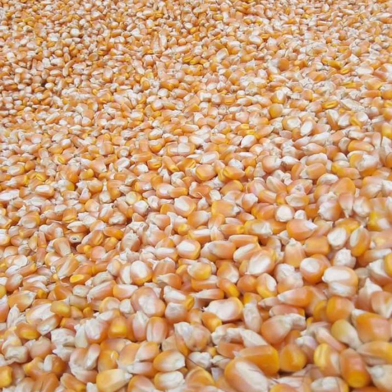Fresh Corn buy wholesale - company Sunjulius Global ICT AND AGRICULTURAL PRODUCTS NIGERIA LIMITED | Nigeria