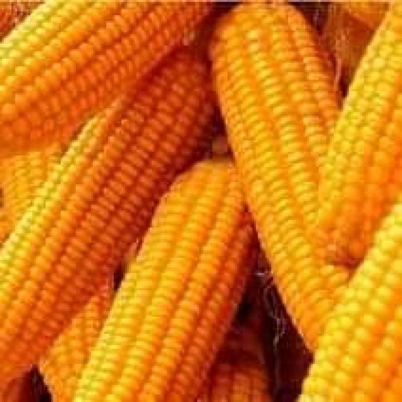 Свежая кукуруза купить оптом - компания Sunjulius Global ICT AND AGRICULTURAL PRODUCTS NIGERIA LIMITED | Нигерия