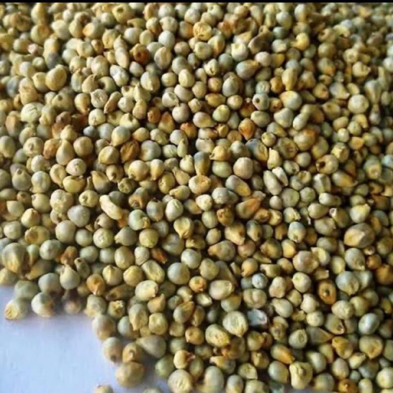 Millet buy wholesale - company Sunjulius Global ICT AND AGRICULTURAL PRODUCTS NIGERIA LIMITED | Nigeria