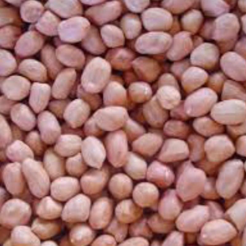 Peanuts buy wholesale - company Sunjulius Global ICT AND AGRICULTURAL PRODUCTS NIGERIA LIMITED | Nigeria