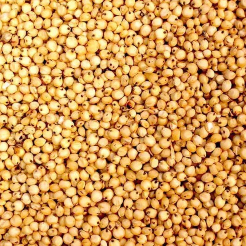 Sorghum buy wholesale - company Sunjulius Global ICT AND AGRICULTURAL PRODUCTS NIGERIA LIMITED | Nigeria