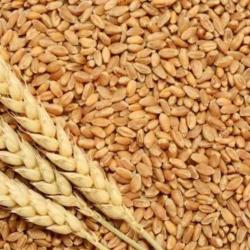 Wheat buy on the wholesale