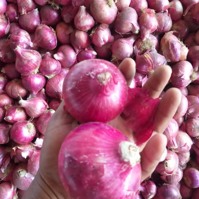 Red Onion buy wholesale - company Horizon Exim | India
