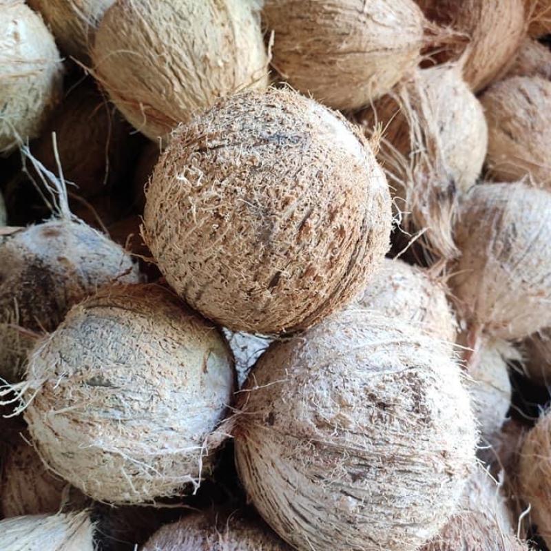 Coconat Flakes buy wholesale - company KRTI EXIM | India