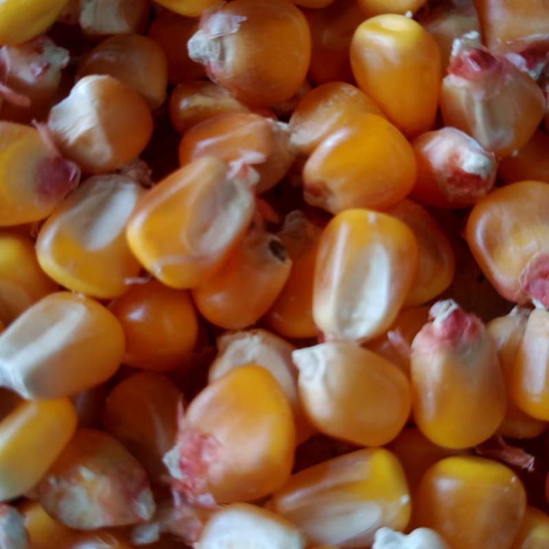 Maize (Corn) buy wholesale - company SUNRISE ENTERPRISES | India