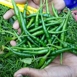 Chili Peper buy on the wholesale