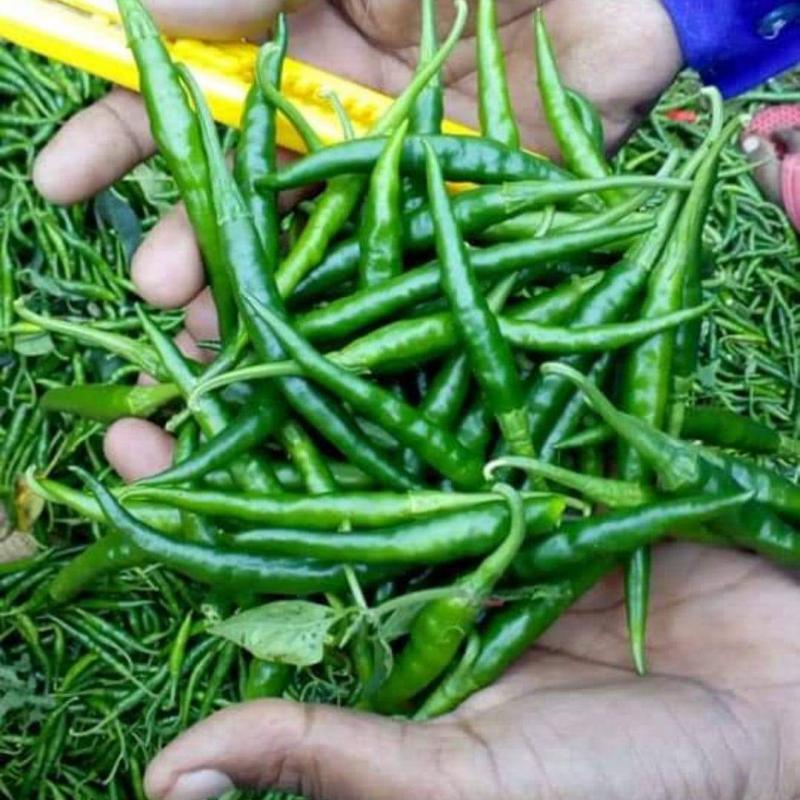 Chili Peper buy wholesale - company Royal Bluestar Exporters | India