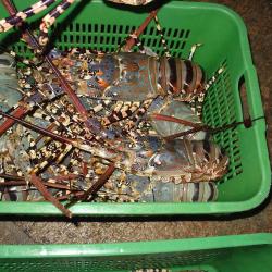 Lobsters buy on the wholesale