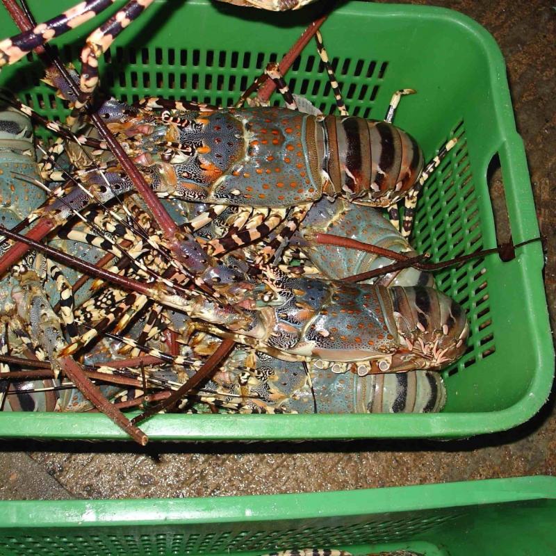 Lobsters buy wholesale - company marine pack | Kenya