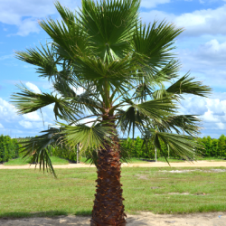  Washingtonia Palms buy on the wholesale