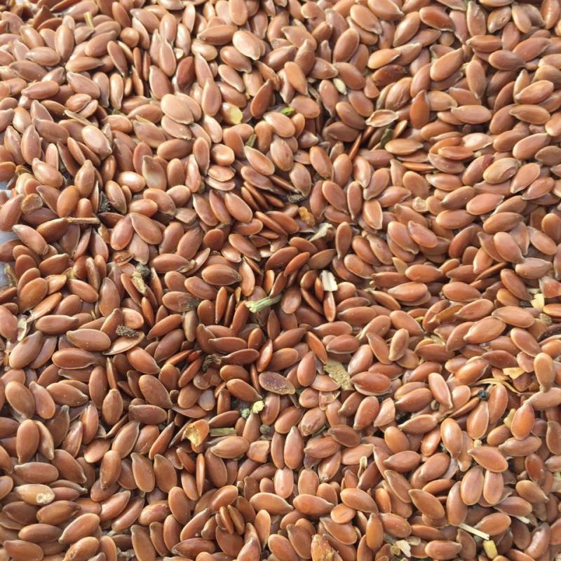 Flax Seeds buy wholesale - company ESSA GROUP | Kazakhstan