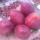 Strawberry buy wholesale - company Vijender Thakur Agri | India
