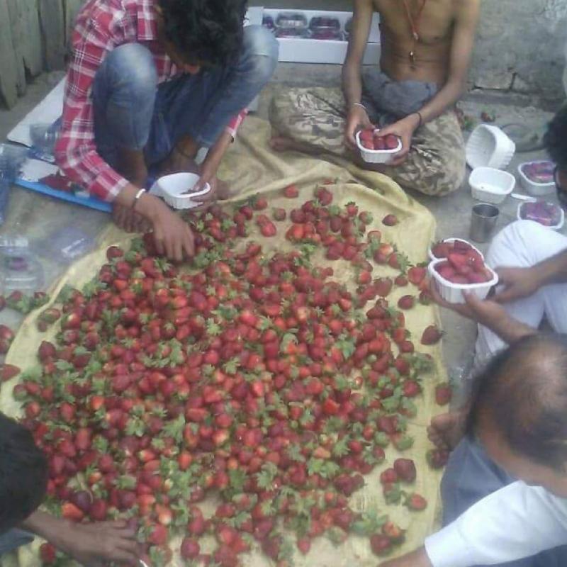 Strawberry buy wholesale - company Vijender Thakur Agri | India