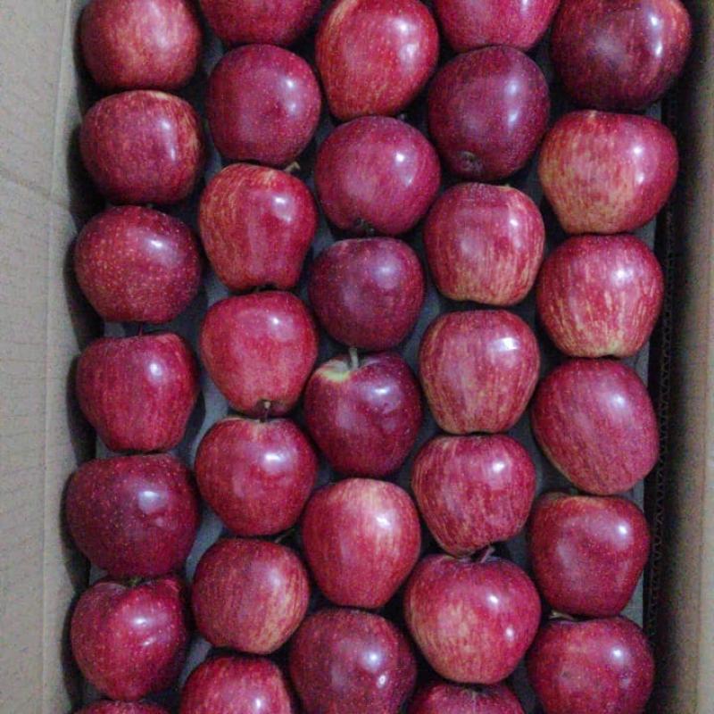 Apples  buy wholesale - company Vijender Thakur Agri | India