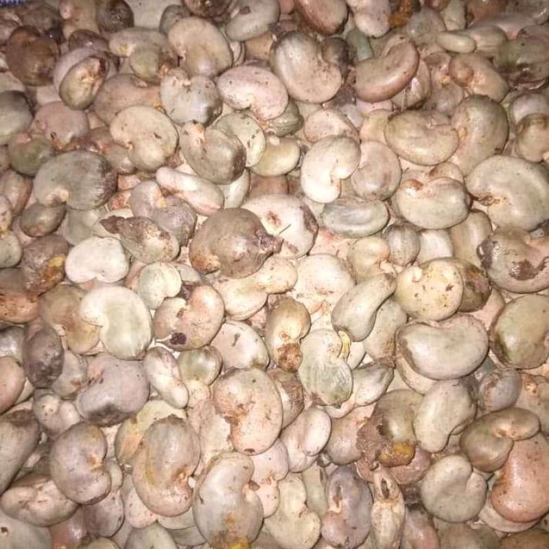 Premium Cashew Nuts buy wholesale - company Ed & Finokoroki Int'l SARL | Senegal