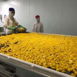 Frozen Dices Mango from factory of Vietnam