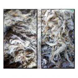 Washed Sheep Wool (Coarse and Semi-Coarse)