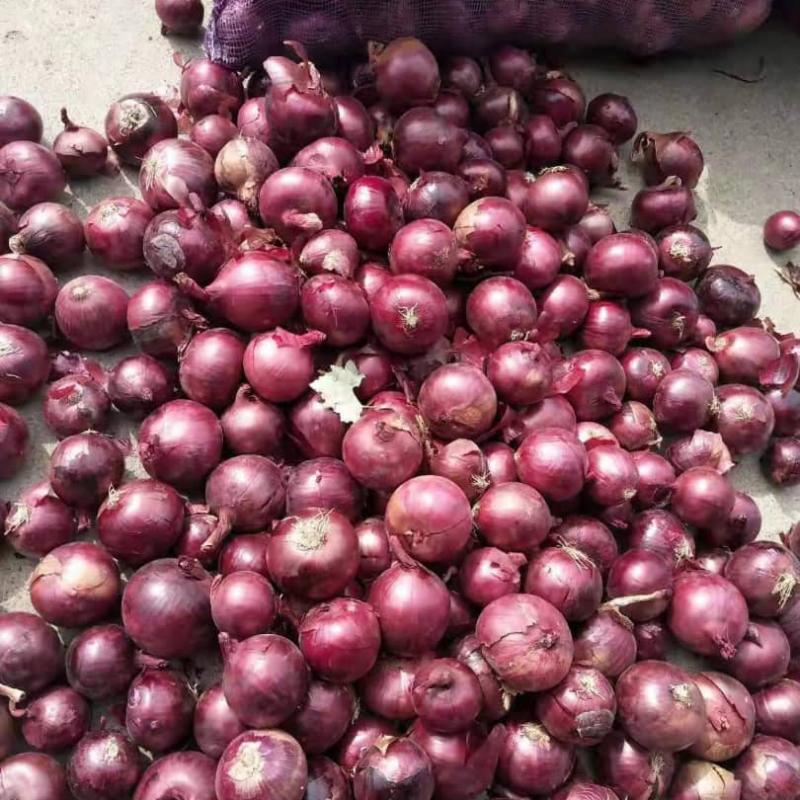 Onion buy wholesale - company Challydonshop | Nigeria