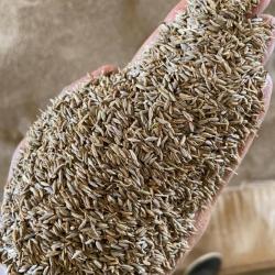 Cumin Seeds buy on the wholesale