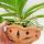 Terracotta Orchid Planters buy wholesale - company Me Handicrafts Stores | Canada