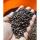 Black Pepper buy wholesale - company Swastik One Private Limited | India