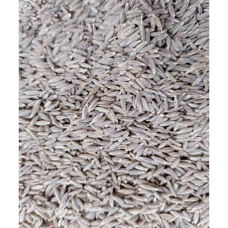 Cumin Seeds buy wholesale - company Swastik One Private Limited | India