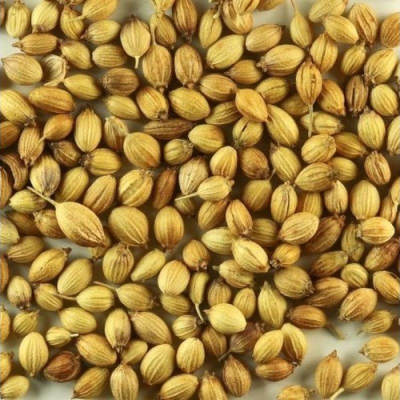 Coriander Seeds buy wholesale - company Swastik One Private Limited | India