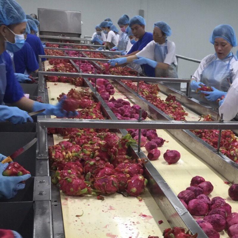 Frozen Halves Dragonfruit from factory of Vietnam buy wholesale - company Olmish Asia Food Co.Ltd | Vietnam