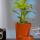 Unique Terracotta Self-Watering Planter buy wholesale - company Manmayee Handicrafts | India