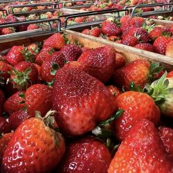 Fresh strawberries buy on the wholesale