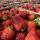 Fresh strawberries купить оптом - компания Thynel GTM AB | Швеция