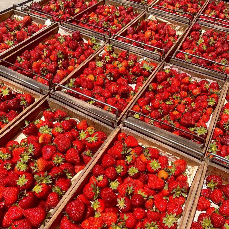 Fresh strawberries купить оптом - компания Thynel GTM AB | Швеция