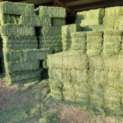 Alfalfa Hay buy on the wholesale