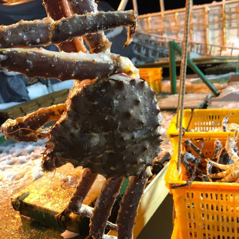 Live King Crab buy wholesale - company BarentsSeaFood | Russia