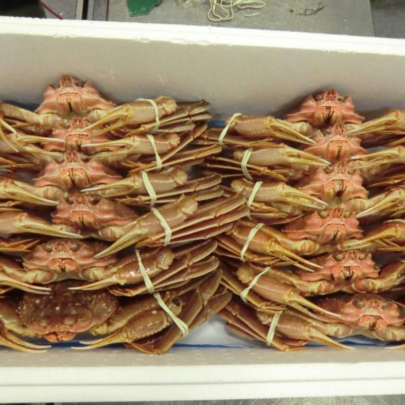 Live King Crab buy wholesale - company BarentsSeaFood | Russia