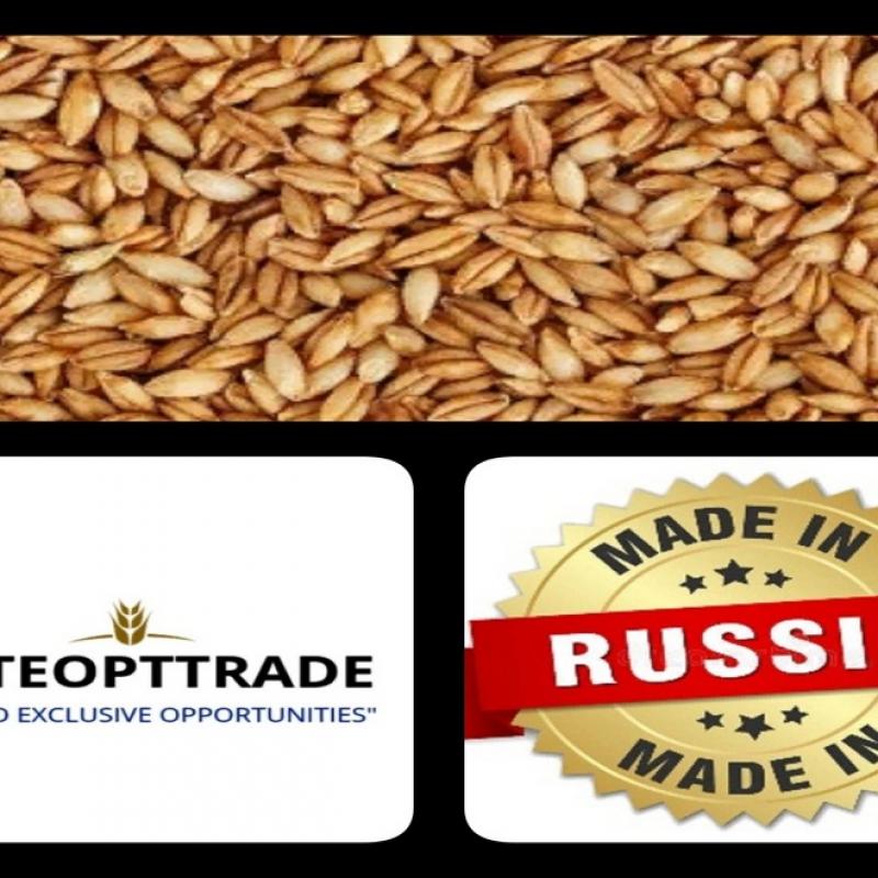 Ячмень Фуражный/Экспорт/Внутренний рынок buy wholesale - company ELITEOPTTRADE LLC | Russia