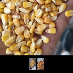 Yellow Corn Feed Grade – High-Quality Feed for Livestock