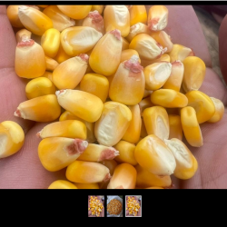 Best Quality Organic Yellow Maize – Superior Grain for Animal Feed and Food Products купить оптом