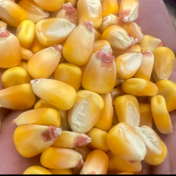 Premium Yellow Maize – Available in Category A & B – Direct from Pakistan