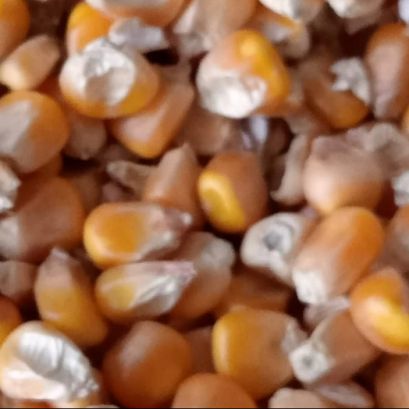 Premium Yellow Maize – Available in Category A & B – Direct from Pakistan buy wholesale - company TNS GLOBAL HOLDINGS | South Africa