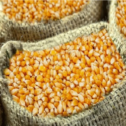 Non-GMO Yellow and White Maize – Best Quality for Export купить оптом