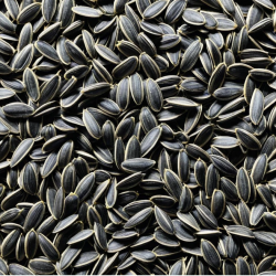 Sunflower Seeds Available in Bulk – High-Quality, Nutrient-Rich Seeds