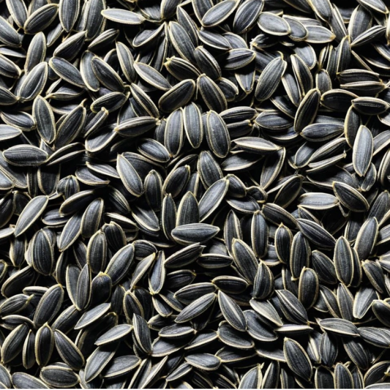 Sunflower Seeds Available in Bulk – High-Quality, Nutrient-Rich Seeds купить оптом - компания TNS GLOBAL HOLDINGS | Южная Африка