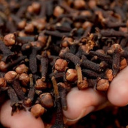 High-Quality Cloves – Aromatic and Potent Spices from India купить оптом