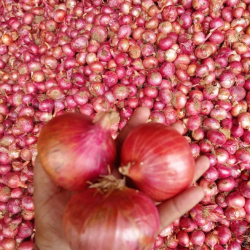 Red Onions of Excellent Quality – Available in Bulk from Türkiye buy on the wholesale