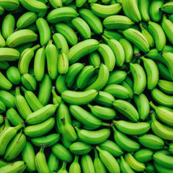 Grade G9 Cavendish Bananas – Sweet, Creamy, and Nutritious buy on the wholesale