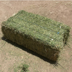 Alfalfa Hay for Sale – Premium Feed for Livestock