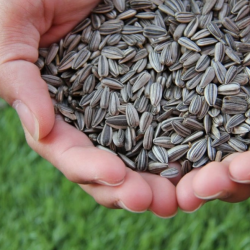 Premium Sunflower Seeds/Kernels for Export – Elevate Your Health with Every Bite купить оптом